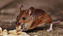 24 Hour & Emergency Exterminators in Jessieville, AR